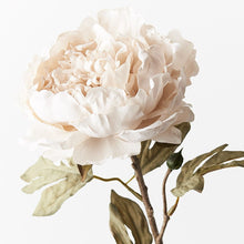 Load image into Gallery viewer, Peony Celeste Ivory
