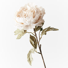Load image into Gallery viewer, Peony Celeste Ivory
