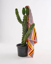 Load image into Gallery viewer, Casablanca Stripe Terry Beach Towel
