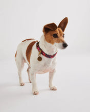 Load image into Gallery viewer, Forever Floral Black Dog Collar
