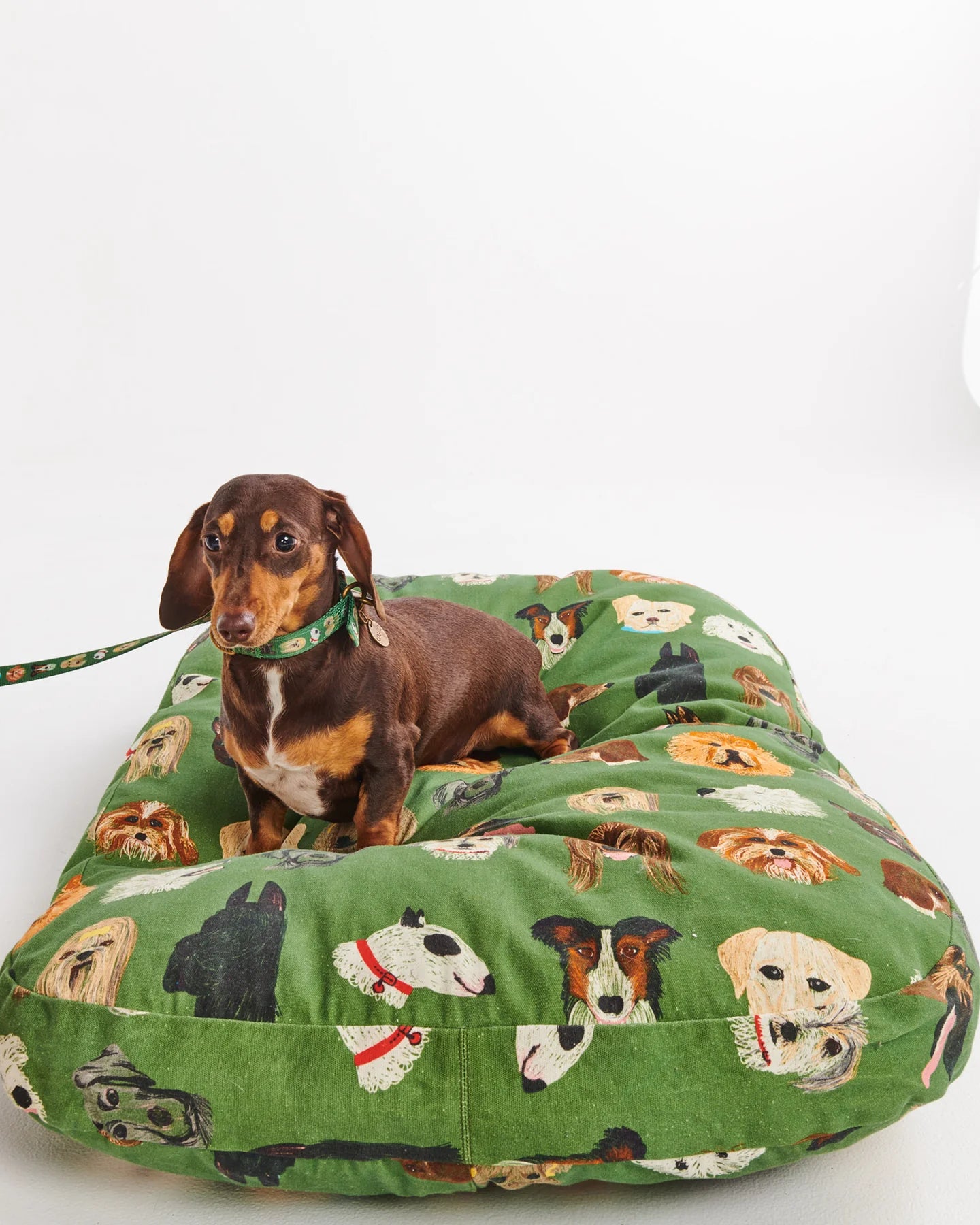 Dog Park Dog Collar XL