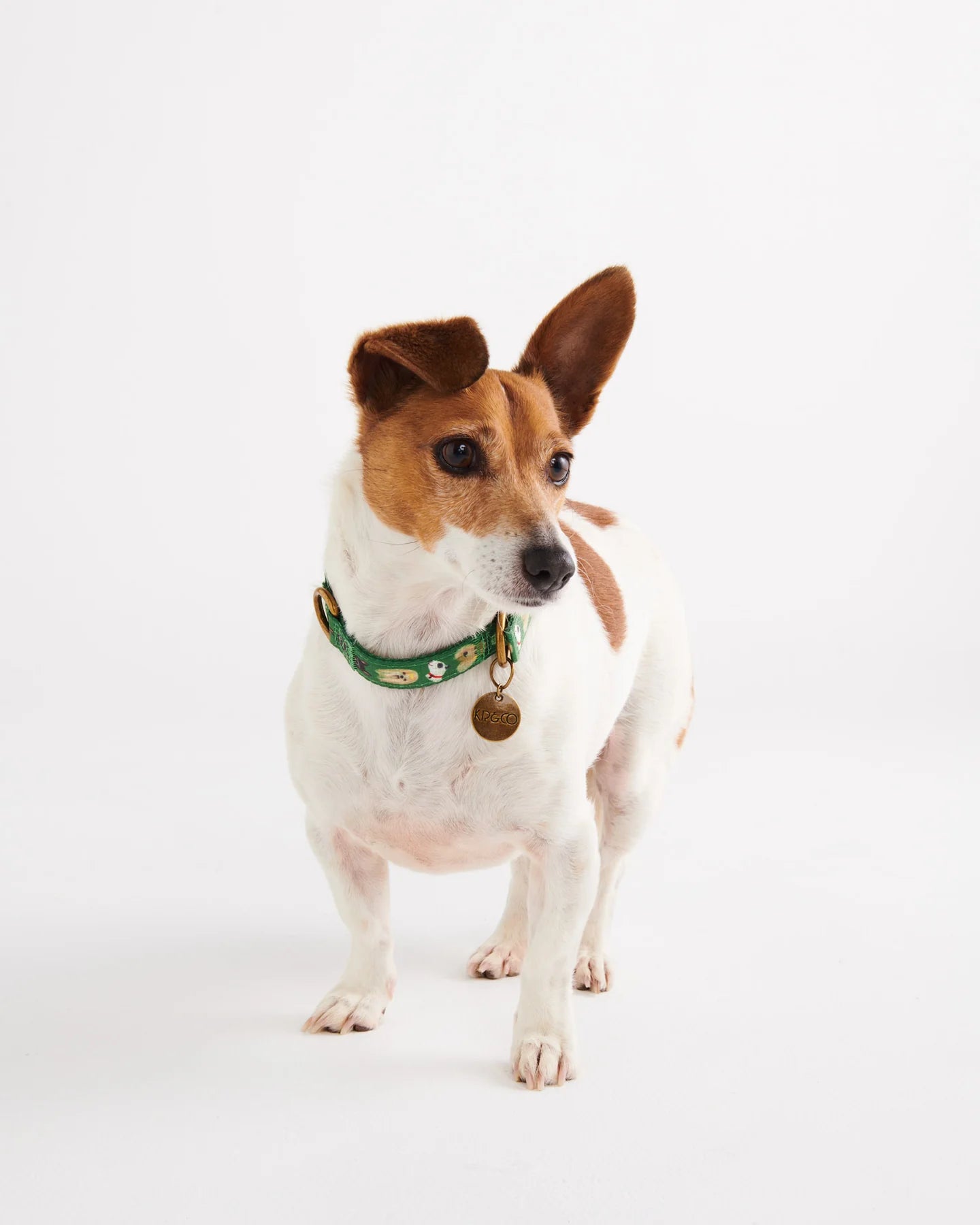 Dog Park Dog Collar XL