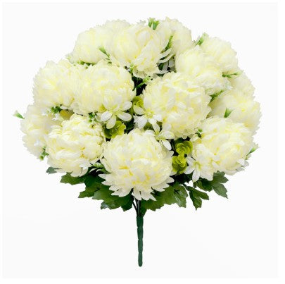 White Chrysanthemum Bush