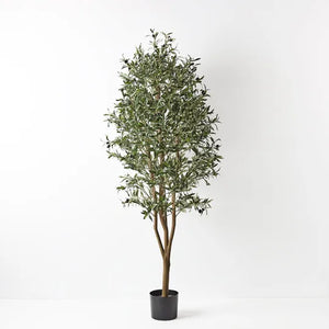 Olive Tree