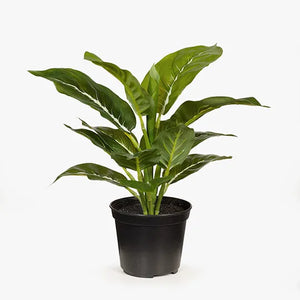 Evergreen in Pot