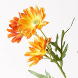 Daisy Spray - Orange