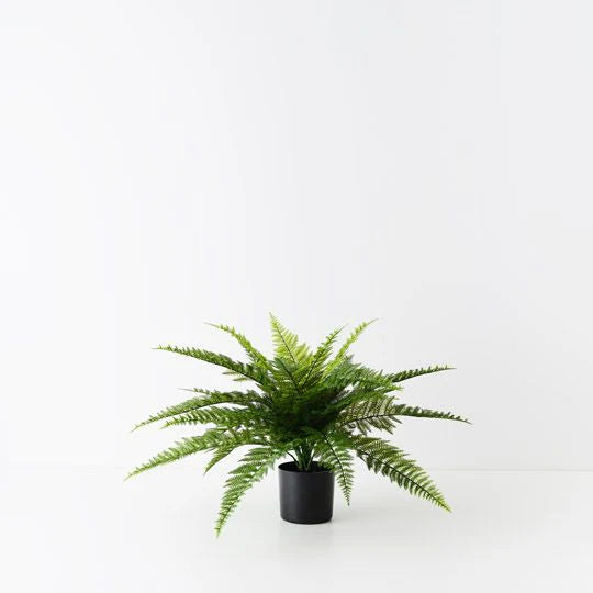 Fern Leather Plant