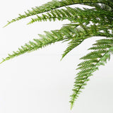 Fern Leather Plant