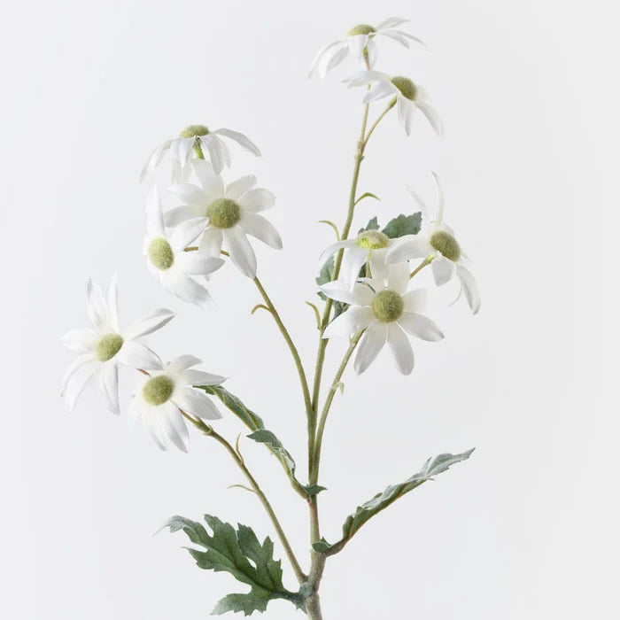 Flannel Flower Spray