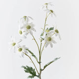 Flannel Flower Spray