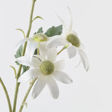 Flannel Flower Spray