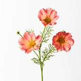 Cosmos Spray Orange
