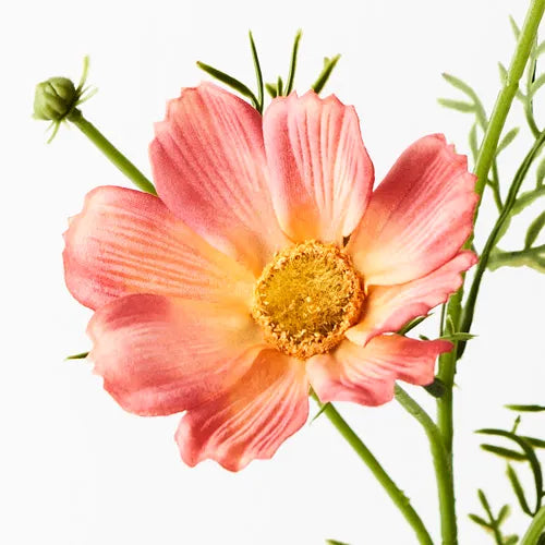Cosmos Spray Orange