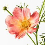 Cosmos Spray Orange