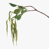 Amaranthus Spray