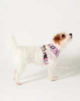 Dog Lead Fez Stripe