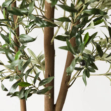 Load image into Gallery viewer, Olive Tree
