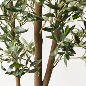 Olive Tree