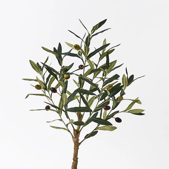 Olive Tree Small