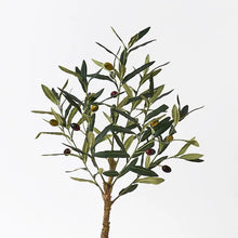 Load image into Gallery viewer, Olive Tree Small

