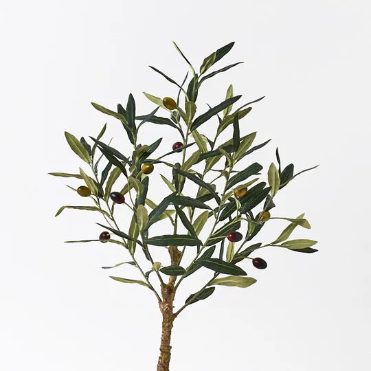 Olive Tree Small