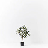 Olive Tree Small