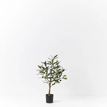 Load image into Gallery viewer, Olive Tree Small
