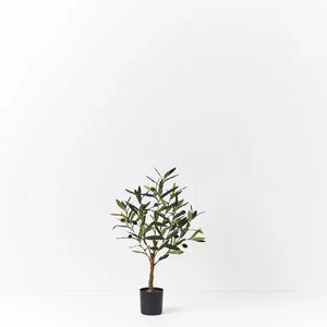 Olive Tree Small