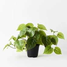 Load image into Gallery viewer, Philodendron in Pot
