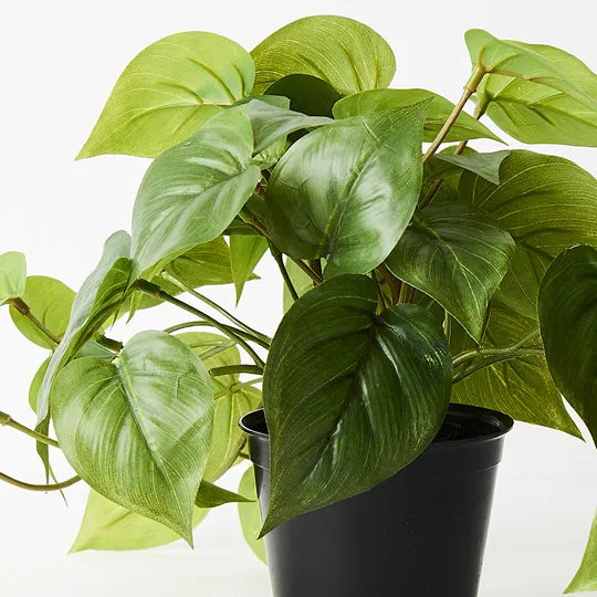 Philodendron in Pot