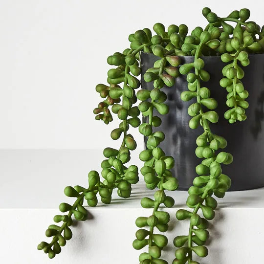 String of Pearls in Pot