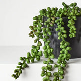 String of Pearls in Pot