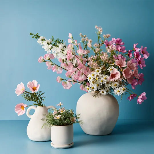 Delphinium Winter White