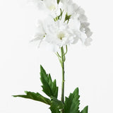 Delphinium Winter White