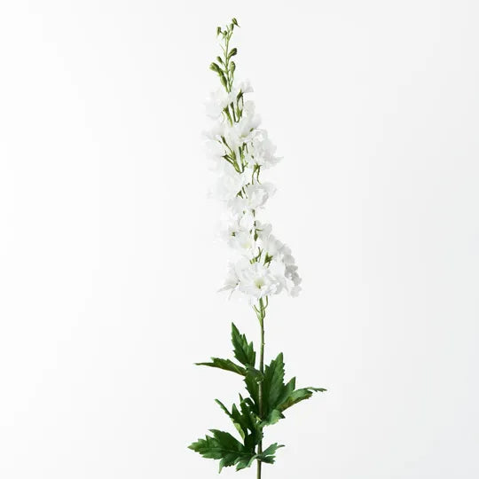 Delphinium Winter White