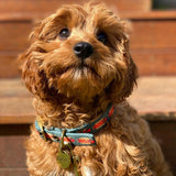 Hot Diggity Dog Collar
