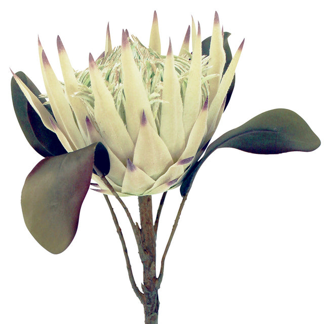 Protea Single Sage 66cm