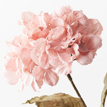 Load image into Gallery viewer, Hydrangea Celeste Light Pink
