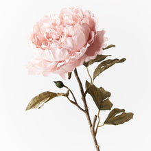Load image into Gallery viewer, Peony Celeste Light Pink
