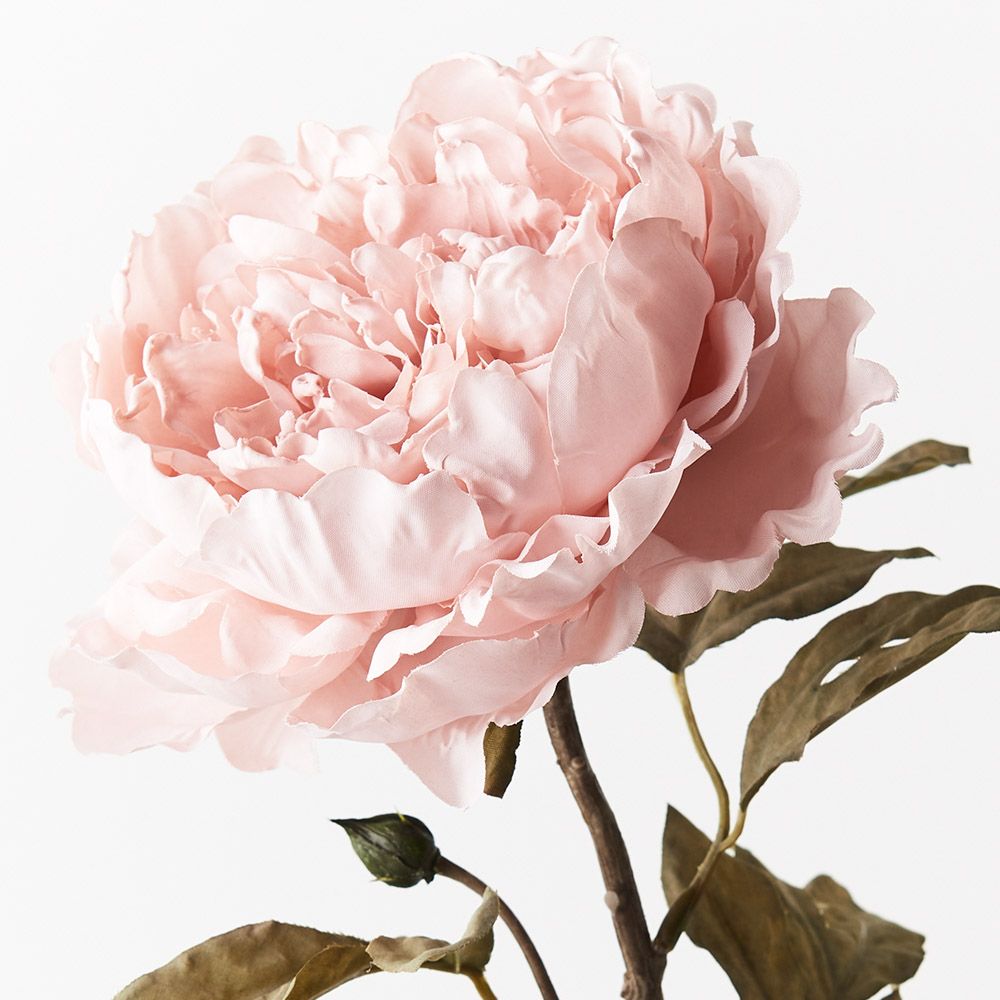 Peony Celeste Light Pink