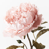 Peony Celeste Light Pink