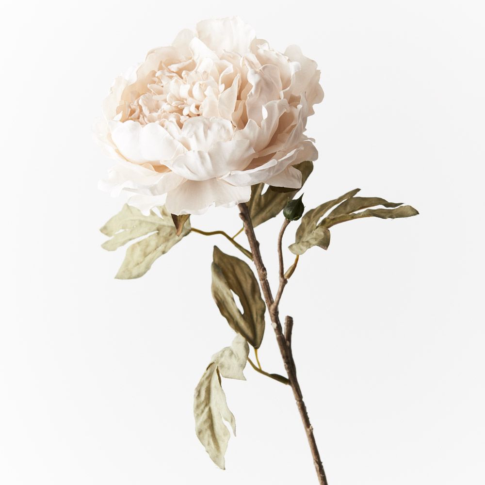 Peony Celeste Ivory