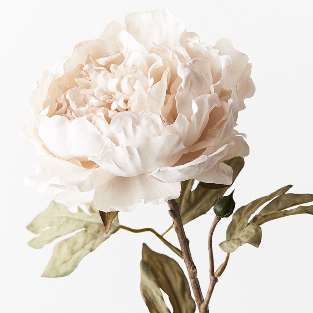 Peony Celeste Ivory