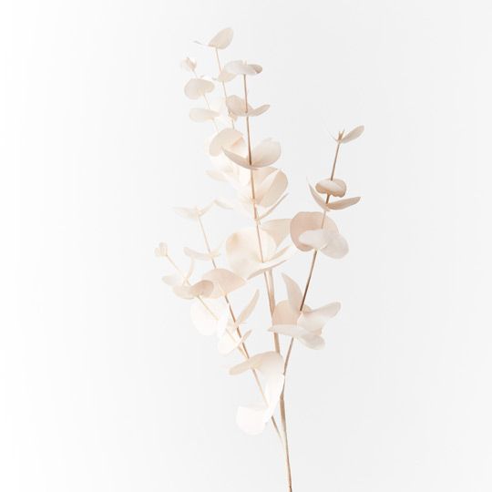 Eucalyptus Silver Dollar