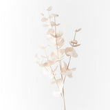 Eucalyptus Silver Dollar