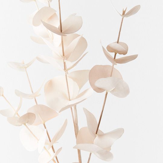 Eucalyptus Silver Dollar