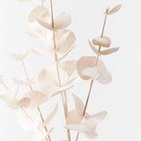 Eucalyptus Silver Dollar