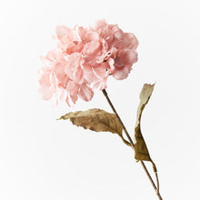 Load image into Gallery viewer, Hydrangea Celeste Light Pink
