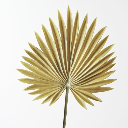 Palm Fan